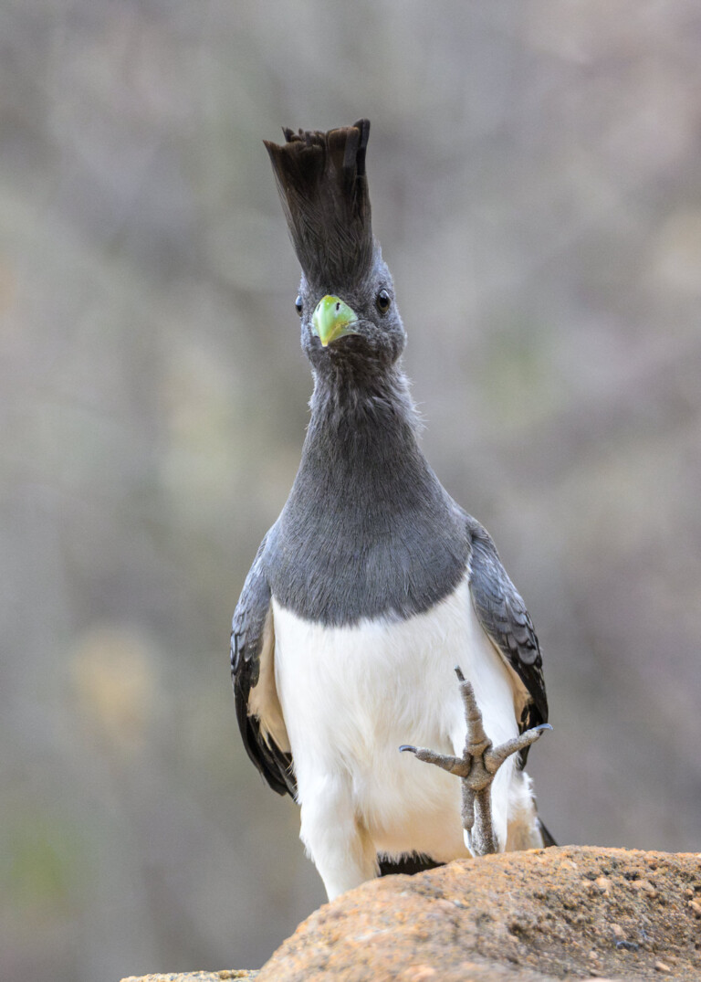 Grey Go-Away Bird, Kenya